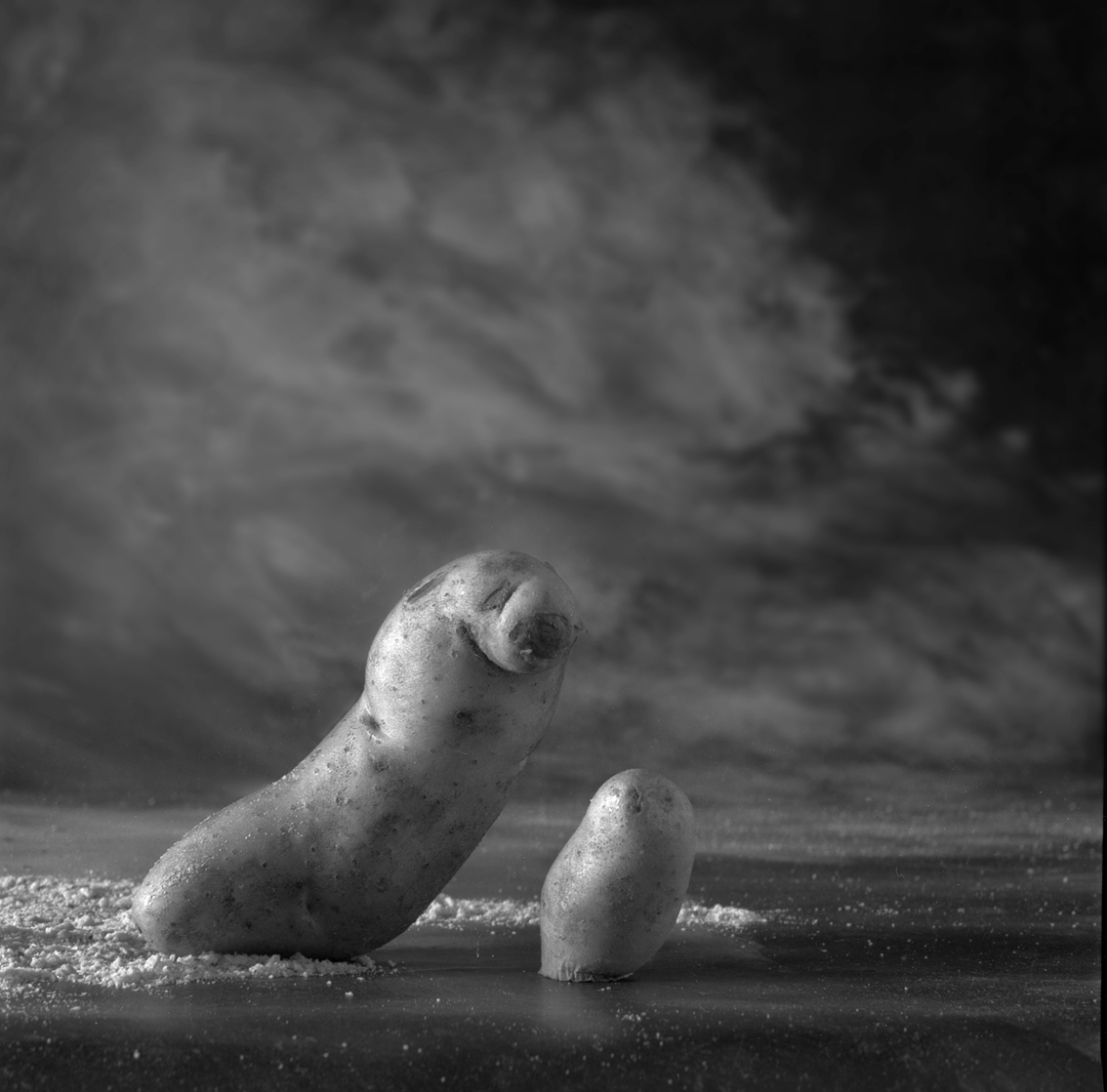 Arctic potato seal with pups